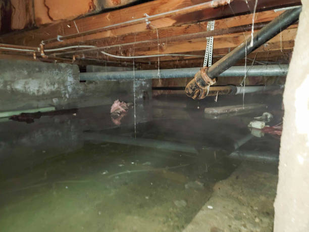 Best Water damage cleanup near me  in El Lago, TX